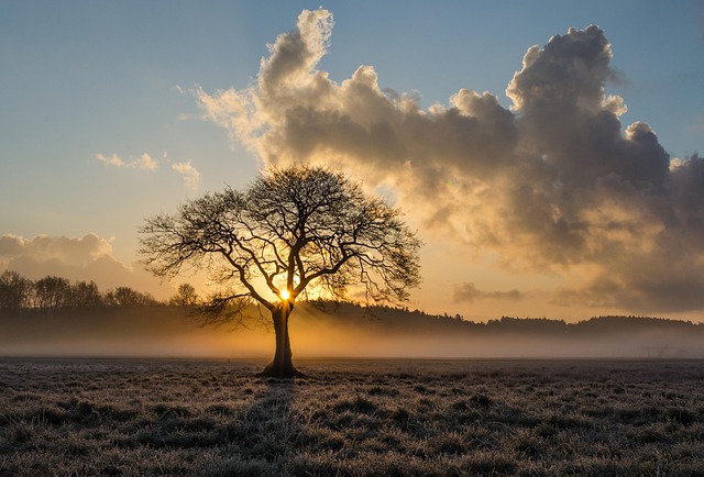 lone-tree-1934897_640