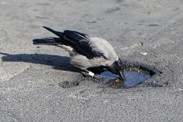 bird-7207950_640